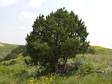 Juniperus scopulorum, Badlands National Park, South Dakota 01.jpg