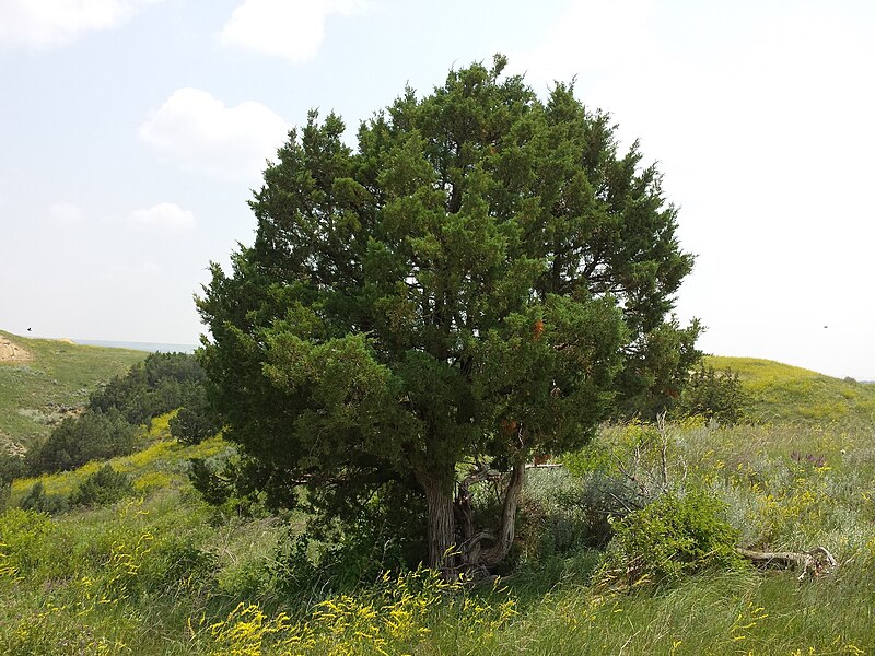 File:Juniperus scopulorum, Badlands National Park, South Dakota 01.jpg