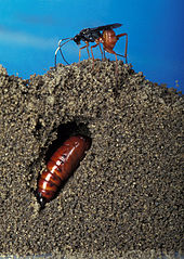 A wasp, Diapetimorpha introita, is preparing to lay an egg in a H. zea pupal tunnel. K5557-9.jpg