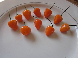 <span class="mw-page-title-main">Kambuzi</span> Variety of chili pepper