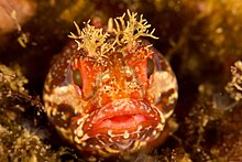 Kelp Blenny (32203269100).jpg