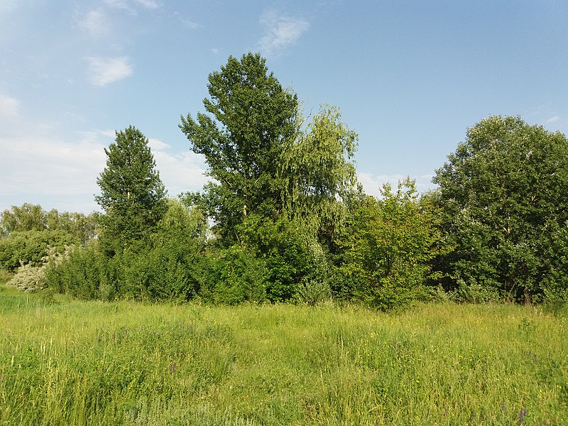 File:Khorunzhivskyi Hydrological Reserve (2019.05.31) 02.jpg