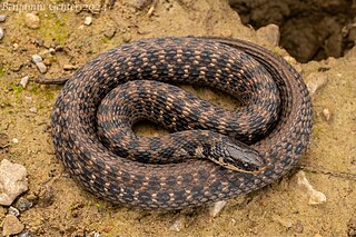 <span class="mw-page-title-main">Kirtland's snake</span> Species of snake