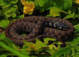 Kirtland's Snake (Clonophis kirtlandii) (28650646388).jpg