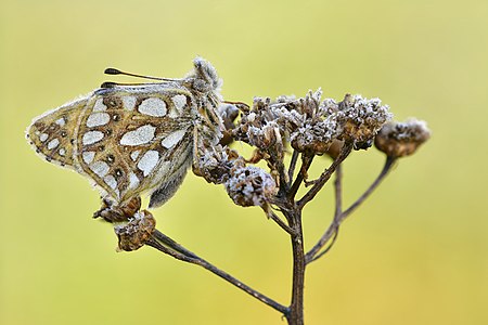 Issoria lathonia (Queen of Spain Fritillary)