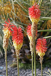 Red Hot Poker or Kniphofia flowers.