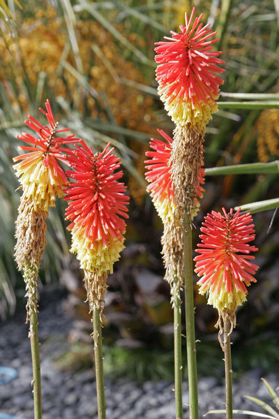 File:Kniphofia02.jpg