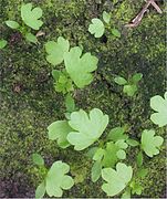 Knolselderij kiemplanten Apium graviolens var. rapaceum seedlings.jpg