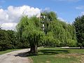 * Nomination Kraków - willow tree in the park at the manor of the Potocki family --Andrzej O 09:05, 6 December 2013 (UTC) * Decline  Oppose unsharp for me --A.Savin 11:41, 6 December 2013 (UTC)