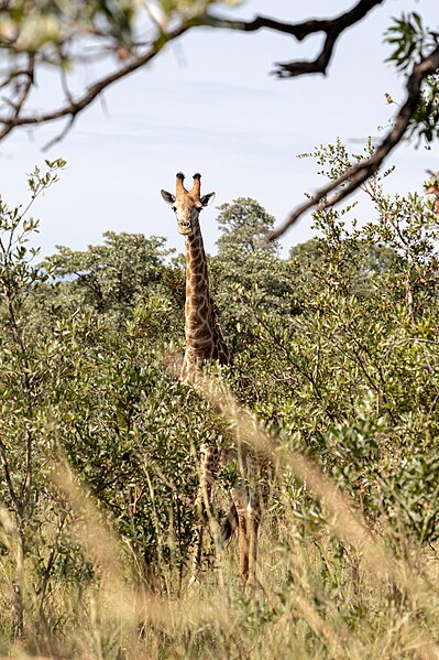 File:Kruger National Park (ZA), Giraffe -- 2024 -- 0130.jpg