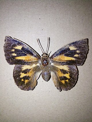 <i>Liphyra brassolis</i> Species of butterfly