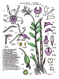 plate 028 Dendrobium nindii