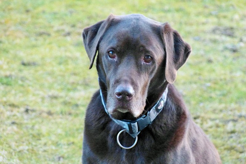 File:Labrador Retriever Schoko Samstag 5. März 2022 (1).JPG