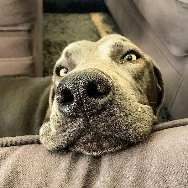 File:Labrador Retriever and Weimaraner mix dog with head resting on couch.jpg