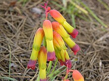 Lachenalia aloides var. quadricolor (1).jpg