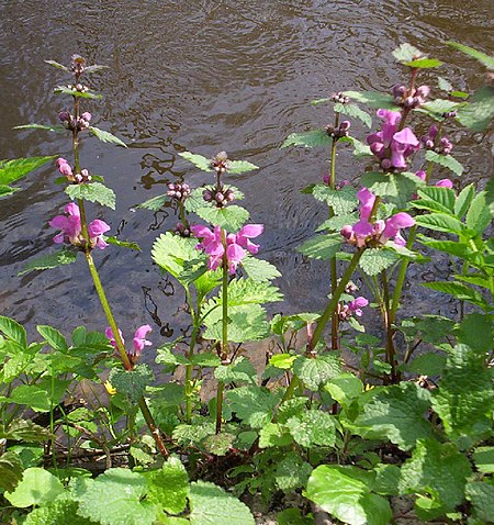 Lamium maculatum