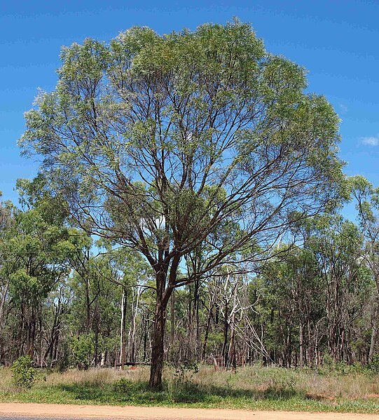 File:Lancewood.jpg