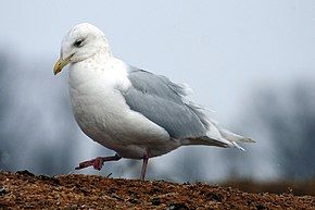 Tämän kuvan kuvaus, myös kommentoitu alla