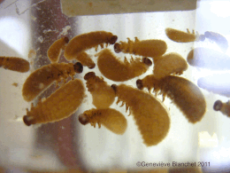 Böcek larvası