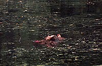 Femme flottant dans un lac
