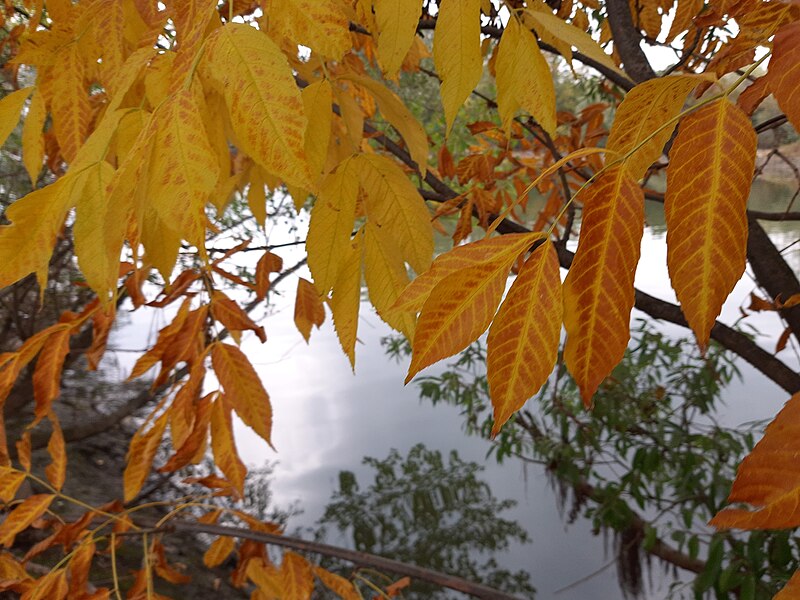 File:Leaves on Rhine, Erbach.jpg