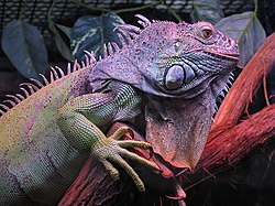 Grønn iguan (Iguana iguana)