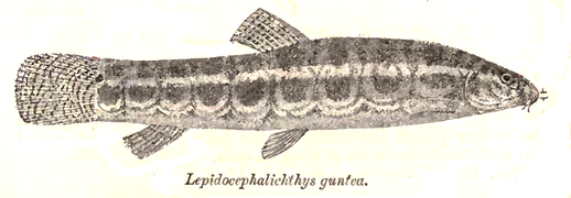 Lepidocephalichthys guntea