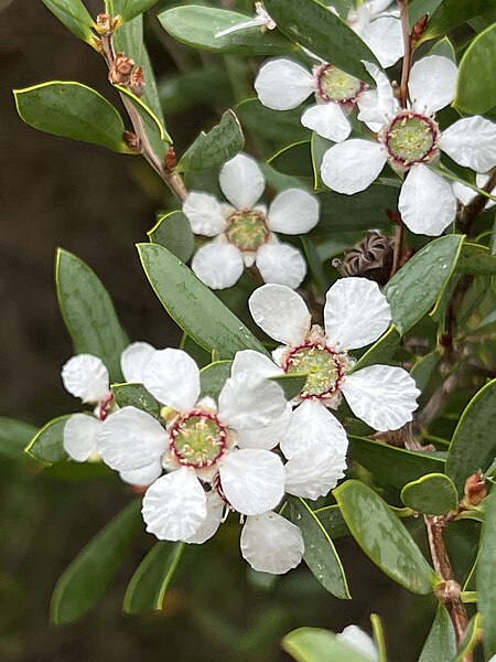 File:Leptospermum laevigatum 01.jpg