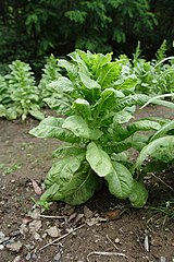 File:Knit lettuce hem.jpg - Wikimedia Commons