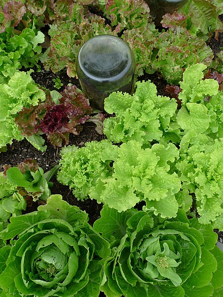 File:Lettuces (5965303994).jpg