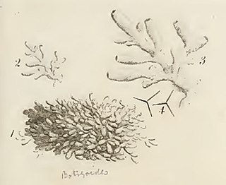 <span class="mw-page-title-main">Orange pipe sponge</span> Species of sponge