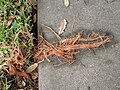 Thumbnail for File:Lightning struck live oak tree, Carrollton Riverbend, New Orleans April 2022 - Fragments.jpg