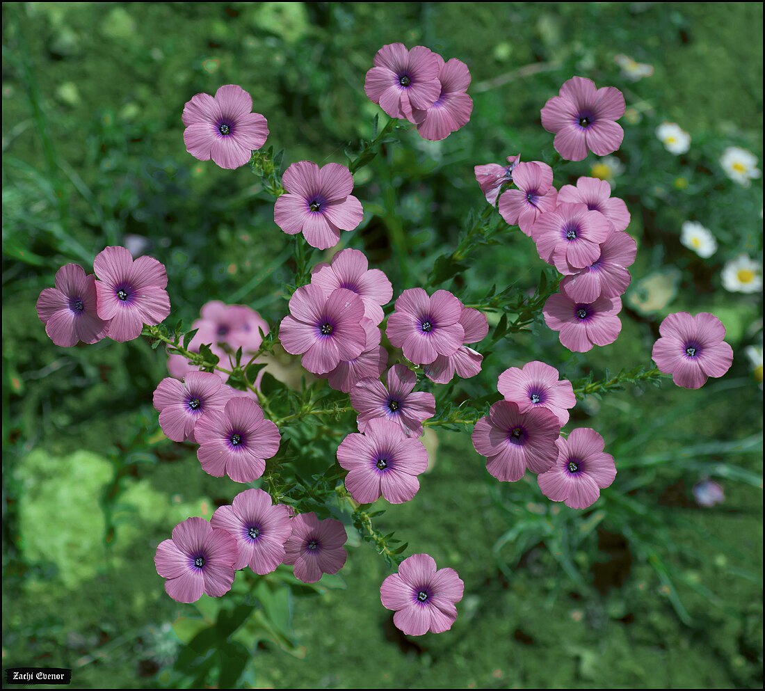 File:Linum-pubescens-Zachi-Evenor-004.jpg