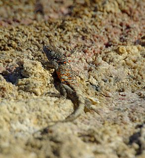 <i>Liolaemus fabiani</i> Species of lizard