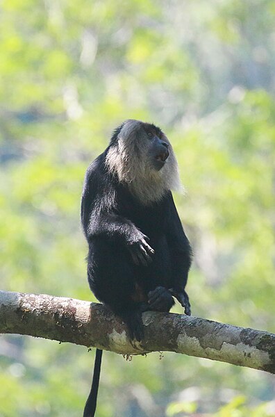 File:Lion-tailed macaque -Macaca silenus,.jpg