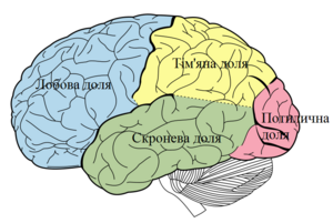 Lobes of the brain UKR.png