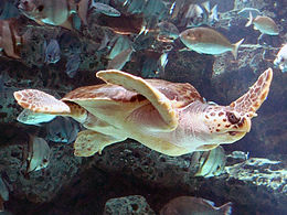 The loggerhead sea turtle has suffered from the reduction in numbers of Atlantic horseshoe crabs Loggerhead Sea Turtle.jpg