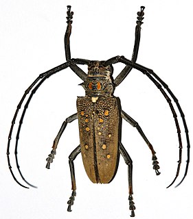<i>Batocera</i> Genus of beetles
