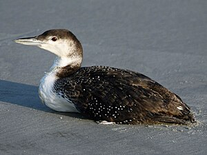 Loon, common 04-24 a.jpg