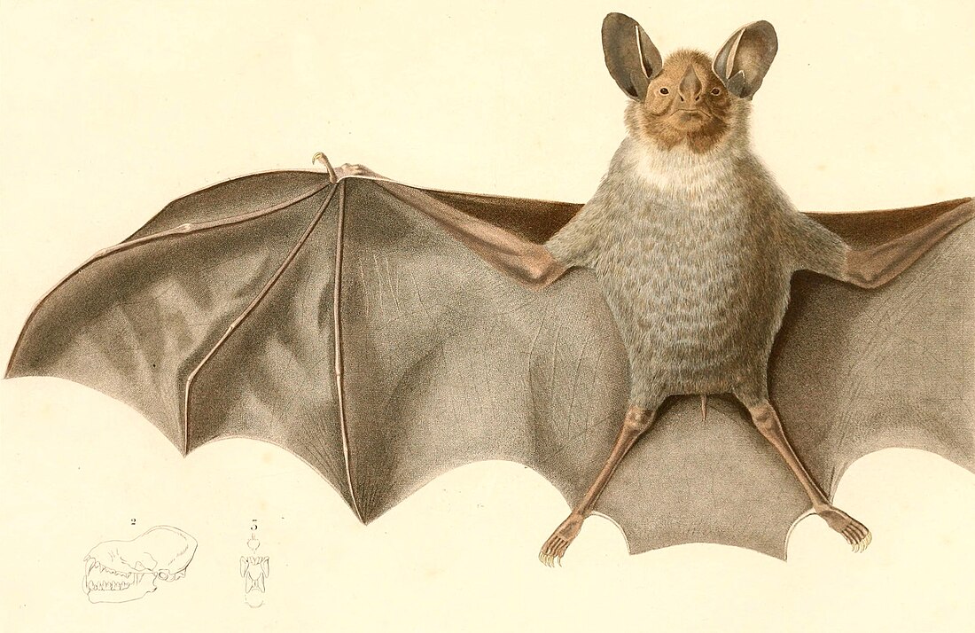 White-throated round-eared bat