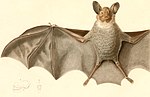 Thumbnail for White-throated round-eared bat