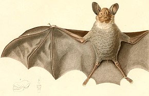 Descripción de la imagen Lophostoma silvicolum 1847.jpg.