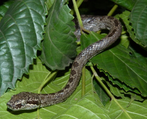 Descrizione dell'immagine Lycodryas maculatus (Günther, 1858) maschio di Anjouan (ZSM 38-2010) .png.