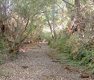 Lynch Creek