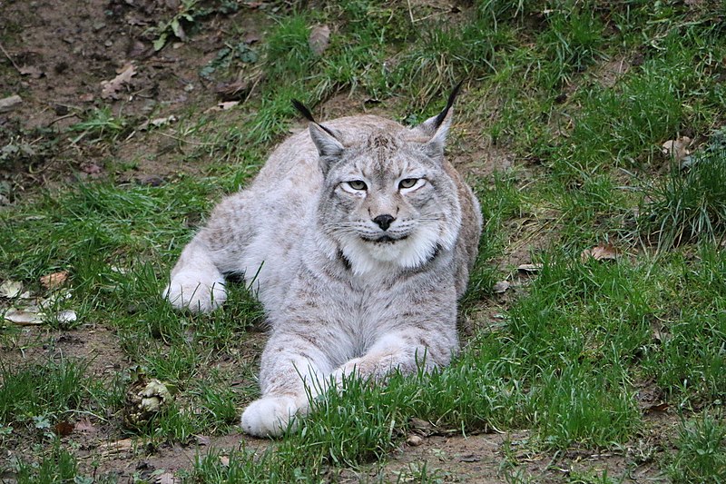 File:Lynx de Sibérie à Saint Martin la Plaine.jpg