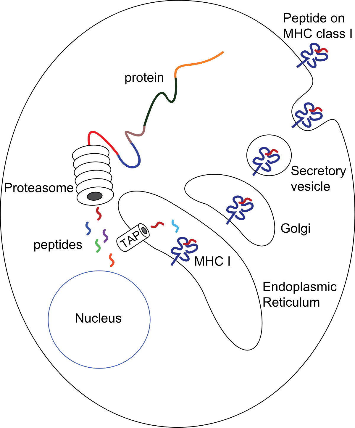 Экзогенные антигены. Главный комплекс гистосовместимости (MHC, Major histocompatibility Complex. MHC главный комплекс гистосовместимости. Главный комплекс гистосовместимости 1 класса. MHC 1 И 2 иммунология.