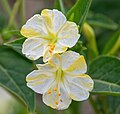 Kultivar Mirabilis jalapa