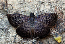 כיפוף של מאביל (Camptopleura theramenes) .JPG