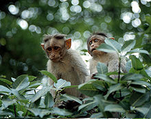 Jeunes macaques couronnés.