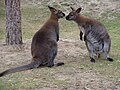 Macropus rufogriseus Wallaby de Bennett